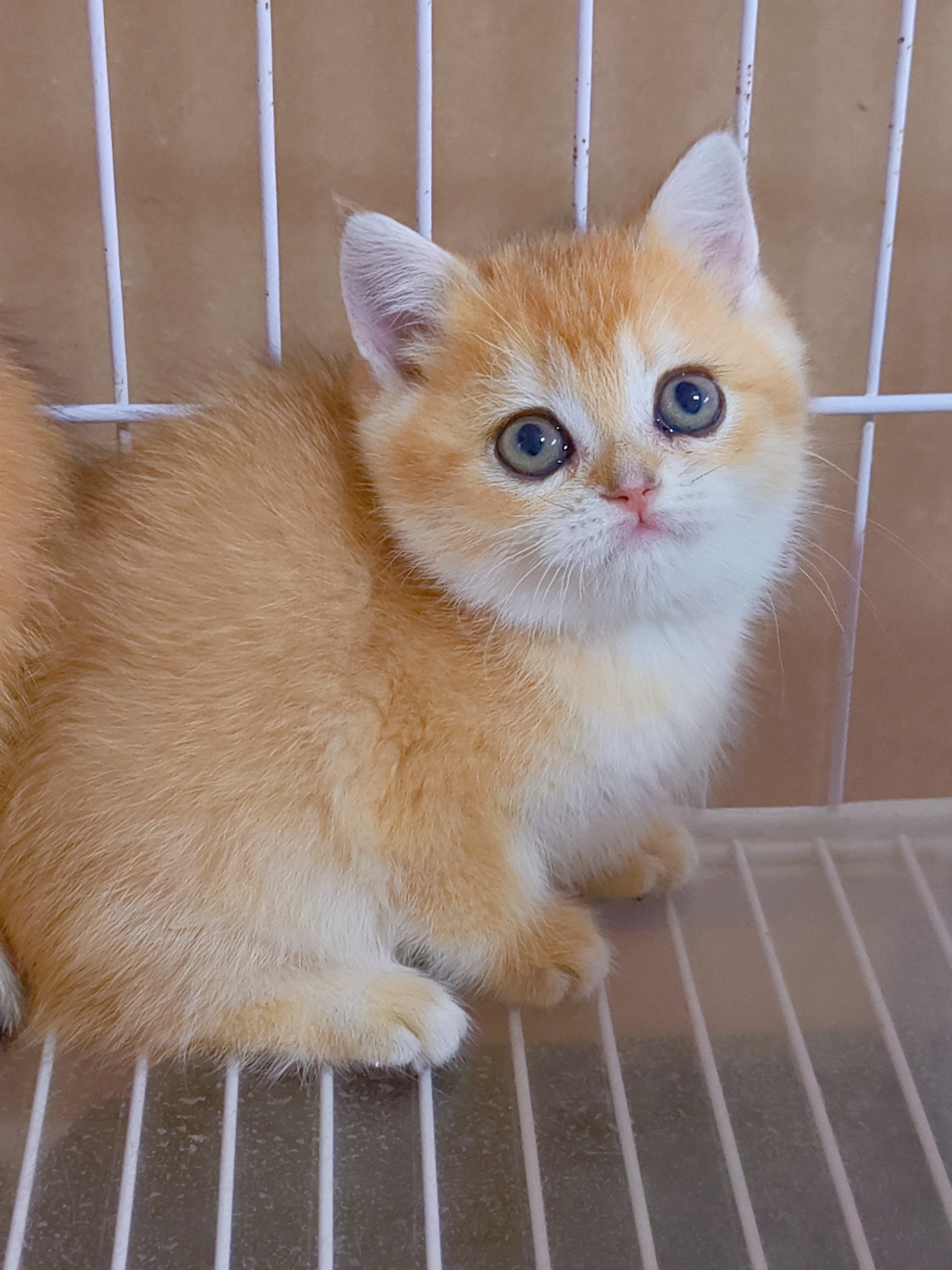 甜美金渐层妹妹,送套用品